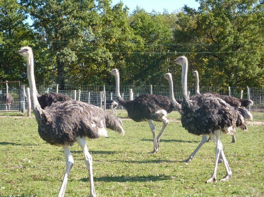 La Ferme Aux Autruches