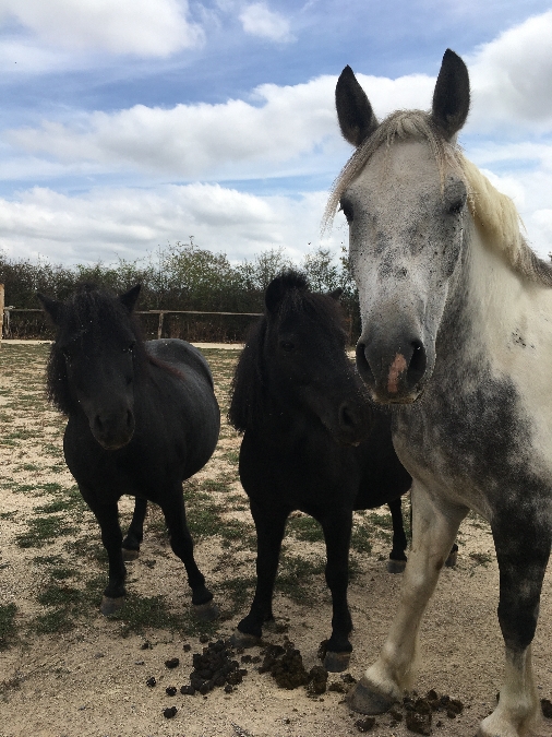 Matinée fermière : pour découvrir le monde du poney et jouer avec lui