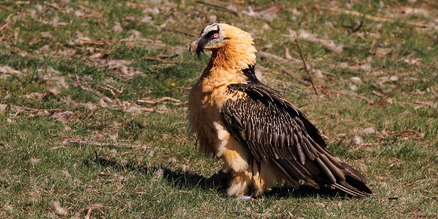 Majestueux vautours à Montredon, avec la LPO
