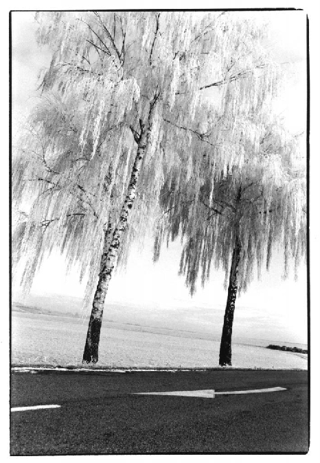 Exposition « Auprès de mon arbre… » de Jean-Pierre Devals