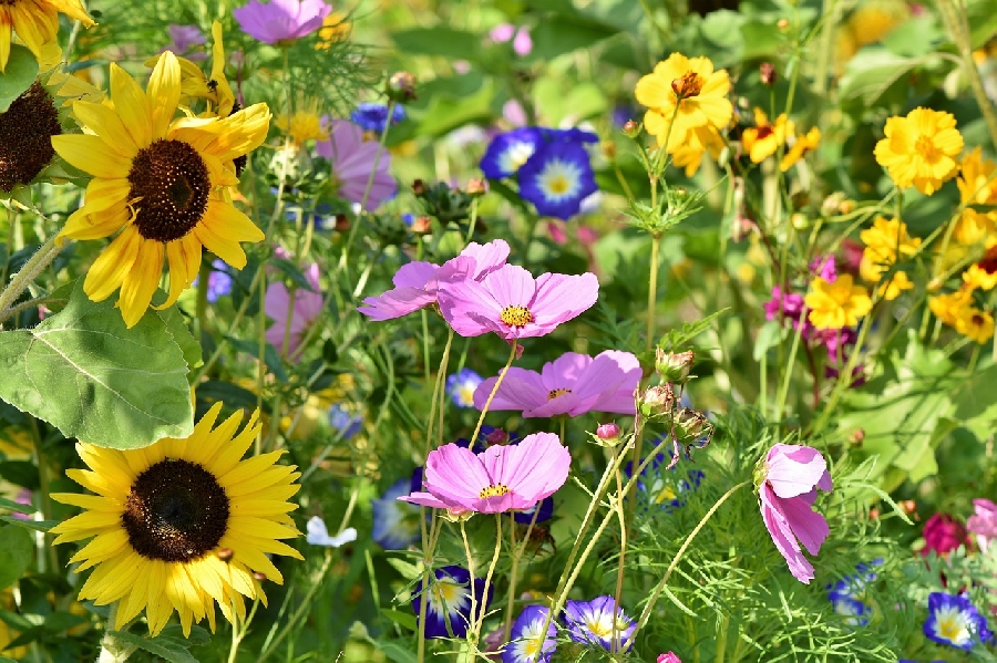 Balade en nature et écoute des plantes