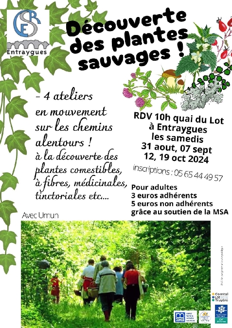 Découverte des plantes sauvages