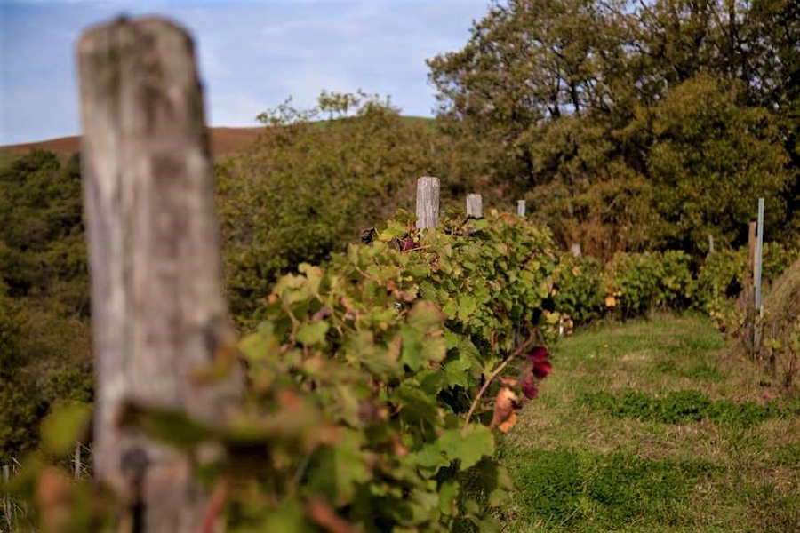 Visite découverte de la biodynamie Le 17 oct 2024