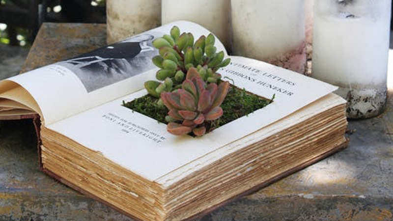 Des livres et des plantes à la médiathèque de Sévérac-le-Château